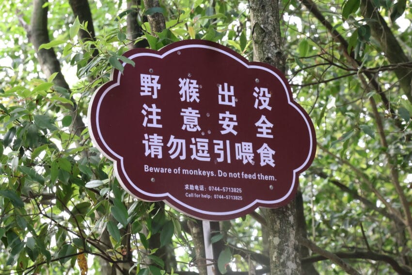 Monos en Zhangjiajie