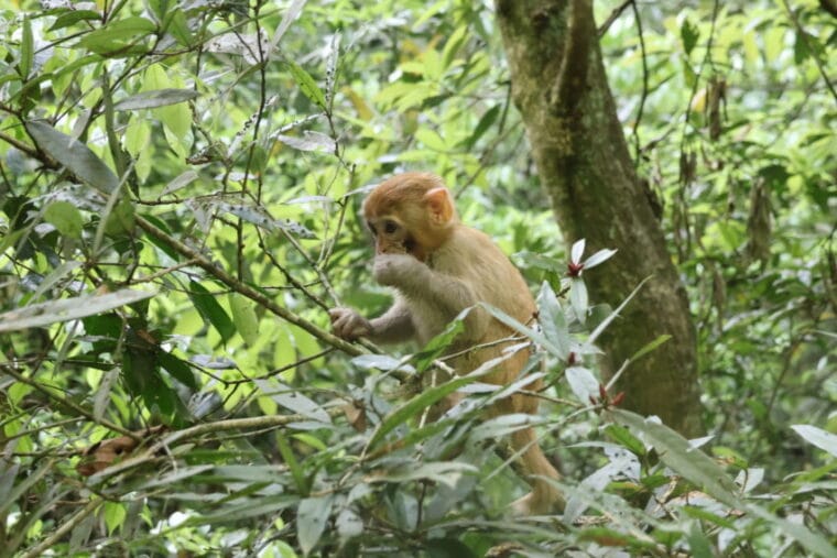 Qué ver en Zhangjiajie